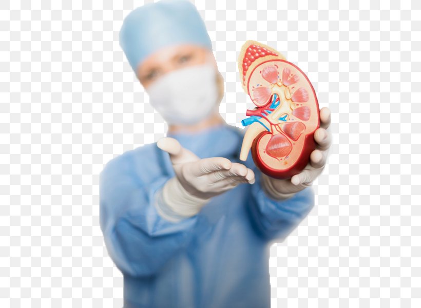 Chronic Kidney Disease (ckd) Renal Function Acute Kidney Failure, PNG, 515x600px, Chronic Kidney Disease Ckd, Acute Kidney Failure, Chronic Condition, Creatinine, Disease Download Free