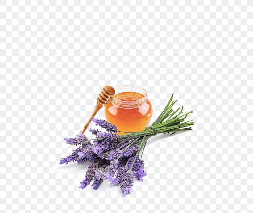 English Lavender Lavender Oil Essential Oil Perfume Health, PNG, 540x690px, English Lavender, Aroma Compound, Aromatherapy, Essential Oil, Flower Download Free