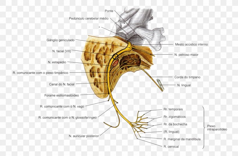 Facial Nerve Cranial Nerves Oculomotor Nerve Abducens Nerve, PNG, 1789x1170px, Watercolor, Cartoon, Flower, Frame, Heart Download Free