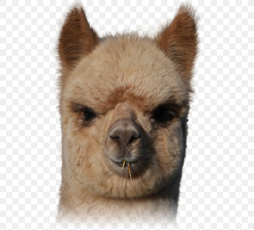 Llama Alpaca Vicuña Fur Snout, PNG, 541x743px, Llama, Alpaca, Animal, Camel Like Mammal, Fur Download Free