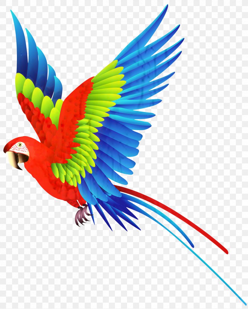 Parrot Clip Art Bird Vector Graphics, PNG, 2408x3000px, Parrot, Beak, Bird, Bird Flight, Feather Download Free