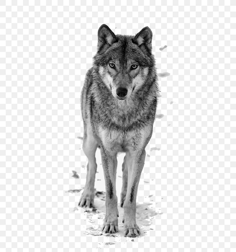 Wolf Drawing, PNG, 650x874px, Black Wolf, Alaskan Malamute, Arctic Wolf, Blackandwhite, Canis Download Free