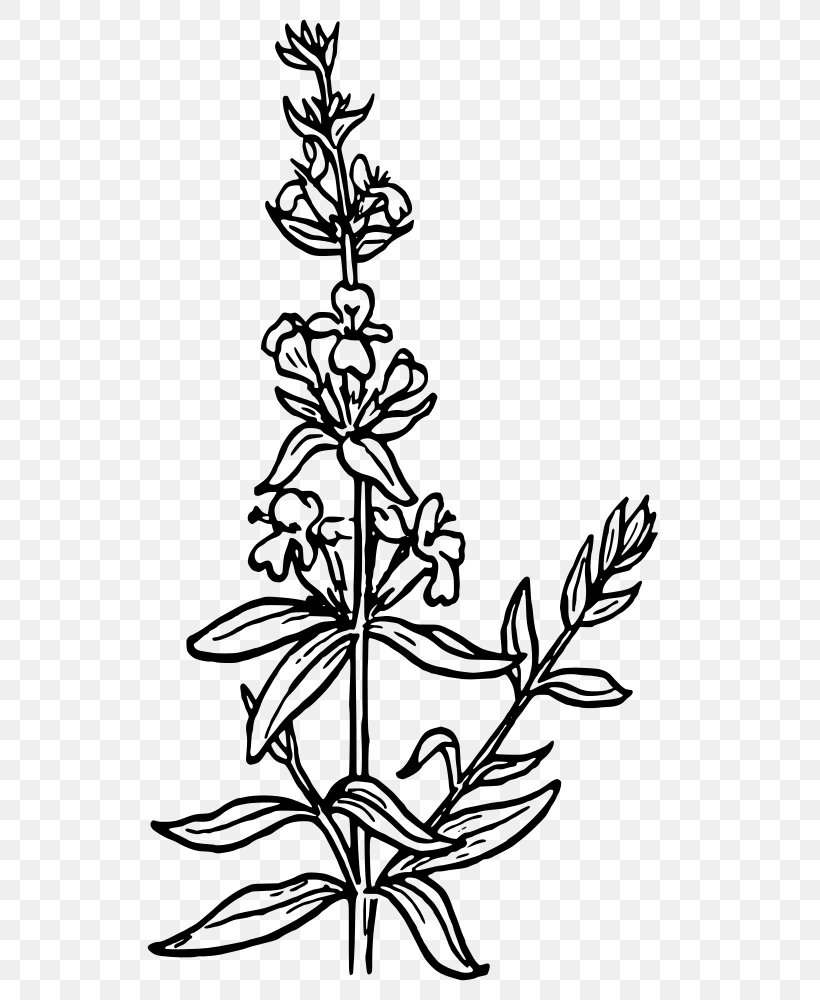 Clip Art Drawing Free Content Vector Graphics, PNG, 563x1000px, Drawing, Blackandwhite, Botany, Coloring Book, Flower Download Free