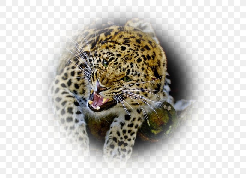 Leopard Jaguar Cheetah Felidae Bengal Cat, PNG, 600x592px, Leopard, Aspect Ratio, Bengal Cat, Big Cats, Carnivoran Download Free