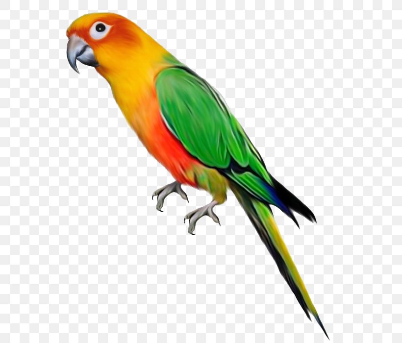 Parrot Bird Clip Art, PNG, 564x700px, Parrot, Beak, Bird, Common Pet Parakeet, Conure Download Free