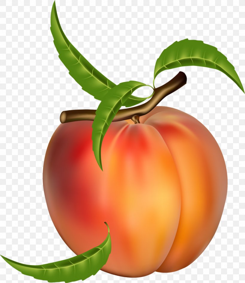 Peach Fruit Clip Art Vector Graphics Image, PNG, 1105x1280px, Peach, Apricot, Botany, Closeup, Flower Download Free