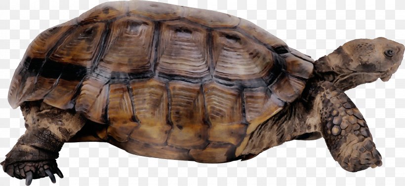 Tortoise Turtle Pond Turtle Reptile Box Turtle, PNG, 2651x1224px, Watercolor, Box Turtle, Common Snapping Turtle, Desert Tortoise, Gopher Tortoise Download Free