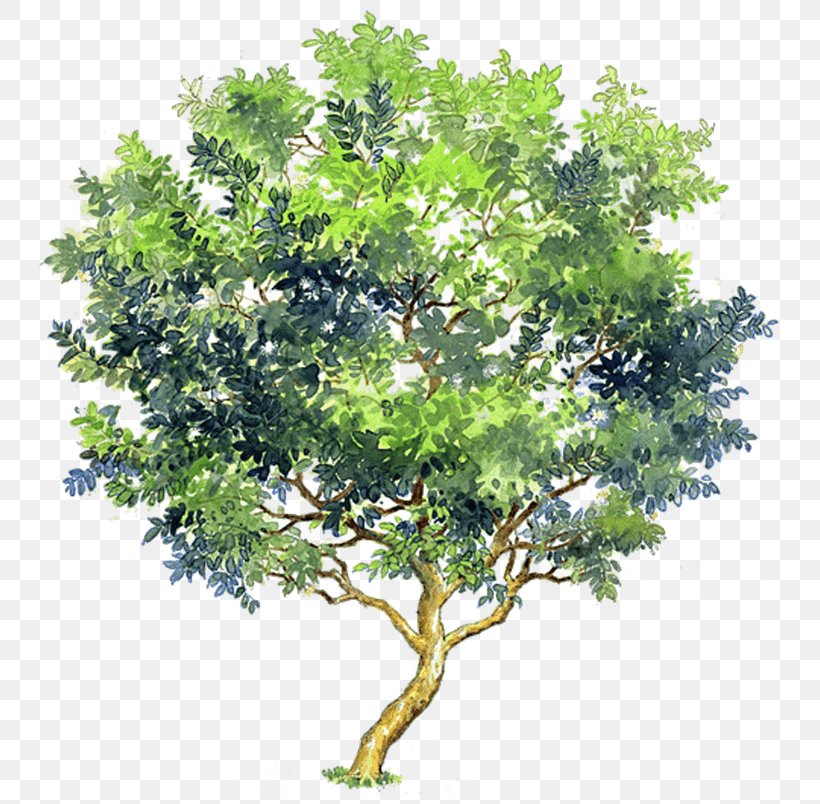 Watercolor Painting Tree Image Clip Art, PNG, 804x804px, Watercolor Painting, Architecture, Art, Branch, Common Guava Download Free