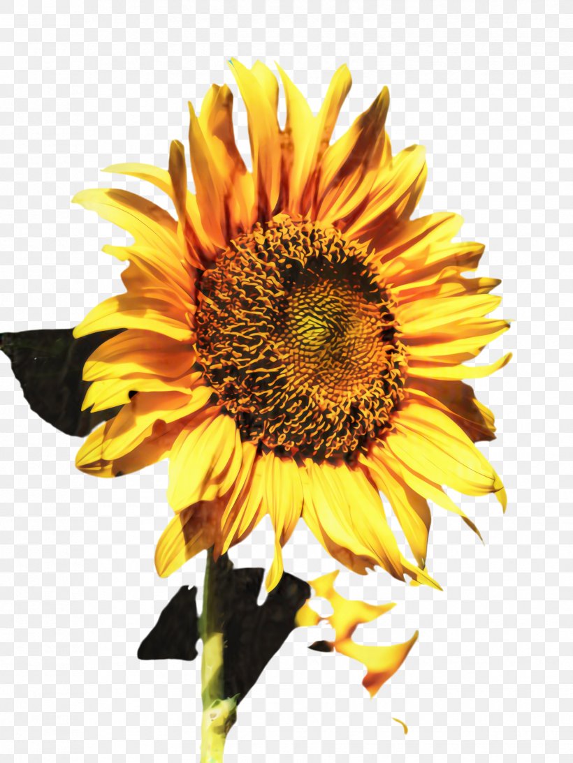 Flowers Background, PNG, 1731x2308px, Sunflower, Adhesive, Annual Plant, Asterales, Bloom Download Free