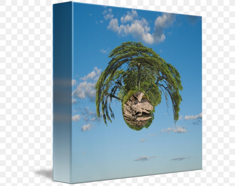 /m/02j71 Earth Tree Stock Photography, PNG, 606x650px, Earth, Organism, Photography, Sky, Sky Plc Download Free