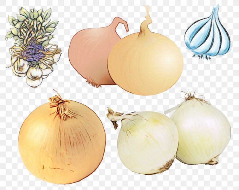 Onion Vegetable Yellow Onion Food Plant, PNG, 1274x1014px, Watercolor, Allium, Amaryllis Family, Food, Onion Download Free