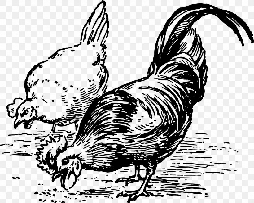 Silkie Chicken As Food Eating Clip Art, PNG, 1280x1022px, Silkie, Art, Beak, Bird, Black And White Download Free