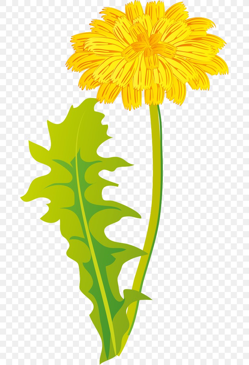 Sunflower, PNG, 687x1200px, Yellow, Cut Flowers, Daisy Family, Dandelion, English Marigold Download Free