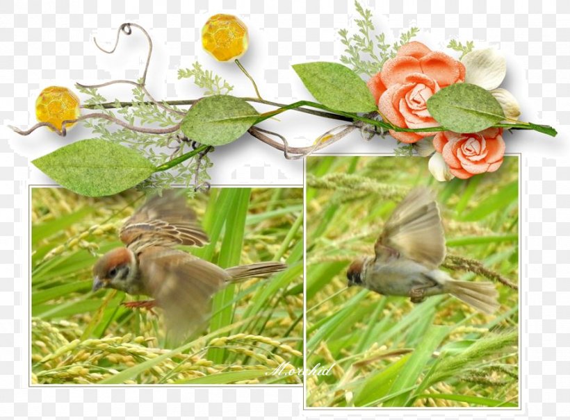 Beak Fauna Wildlife Flower Branching, PNG, 914x675px, Beak, Bird, Branch, Branching, Fauna Download Free