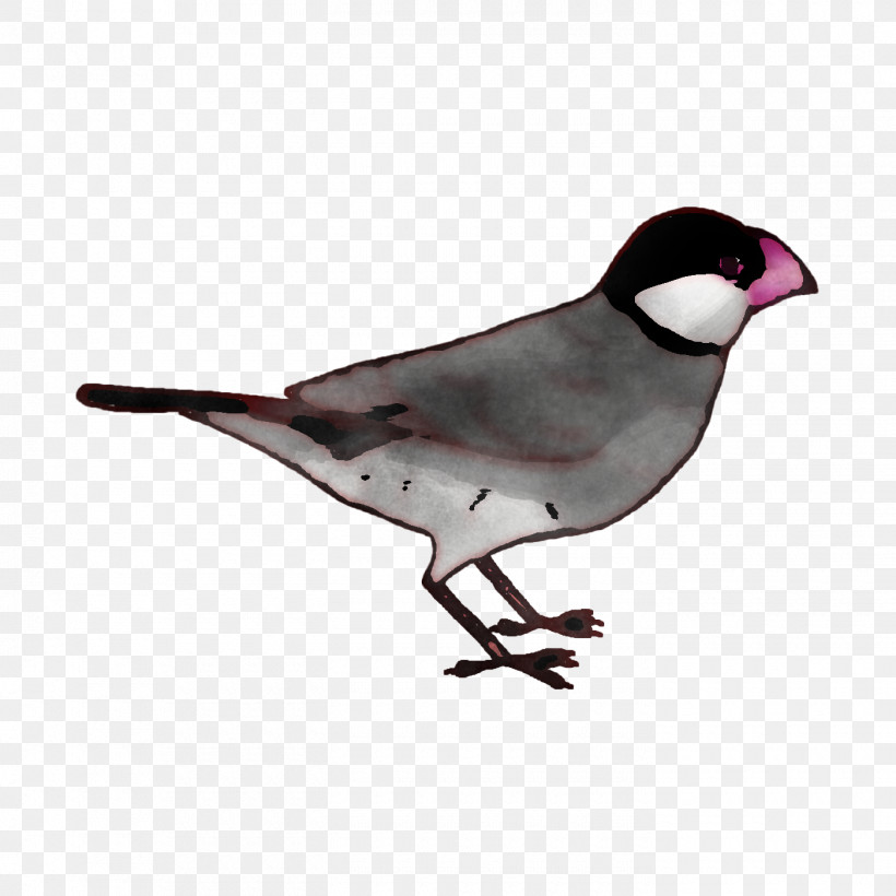Feather, PNG, 1400x1400px, Beak, Birds, Building, Bunting, Cartoon Download Free