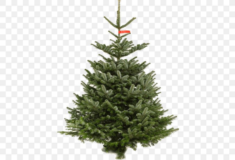 Fraser Fir Artificial Christmas Tree Christmas Day National Tree Company, PNG, 560x560px, Fraser Fir, American Larch, Arizona Cypress, Artificial Christmas Tree, Balsam Fir Download Free