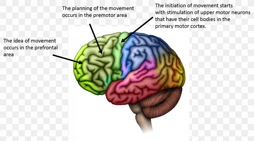Lobes Of The Brain Cerebral Cortex Motor Cortex Cerebrum, PNG, 1665x925px, Watercolor, Cartoon, Flower, Frame, Heart Download Free