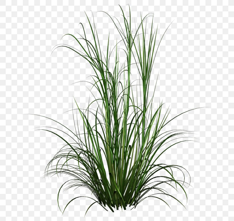 Purple Fountain Grass Lawn Grasses, PNG, 670x775px, Purple Fountain Grass, Chrysopogon Zizanioides, Evergreen, Flower, Fountain Grass Download Free
