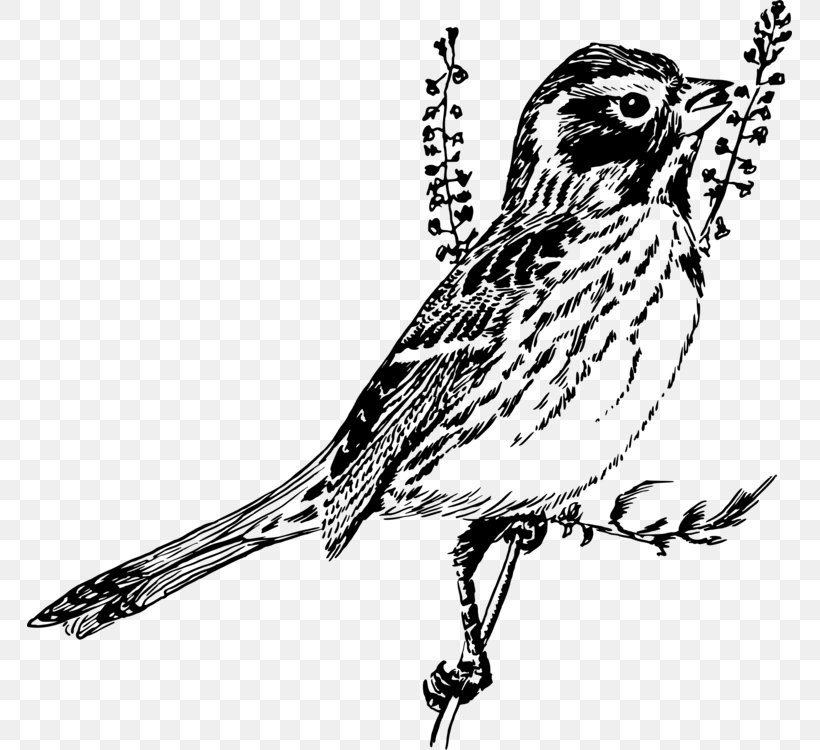 Sparrow Clip Art Finches Drawing, PNG, 765x750px, Sparrow, Art, Beak, Bird, Black And White Warbler Download Free