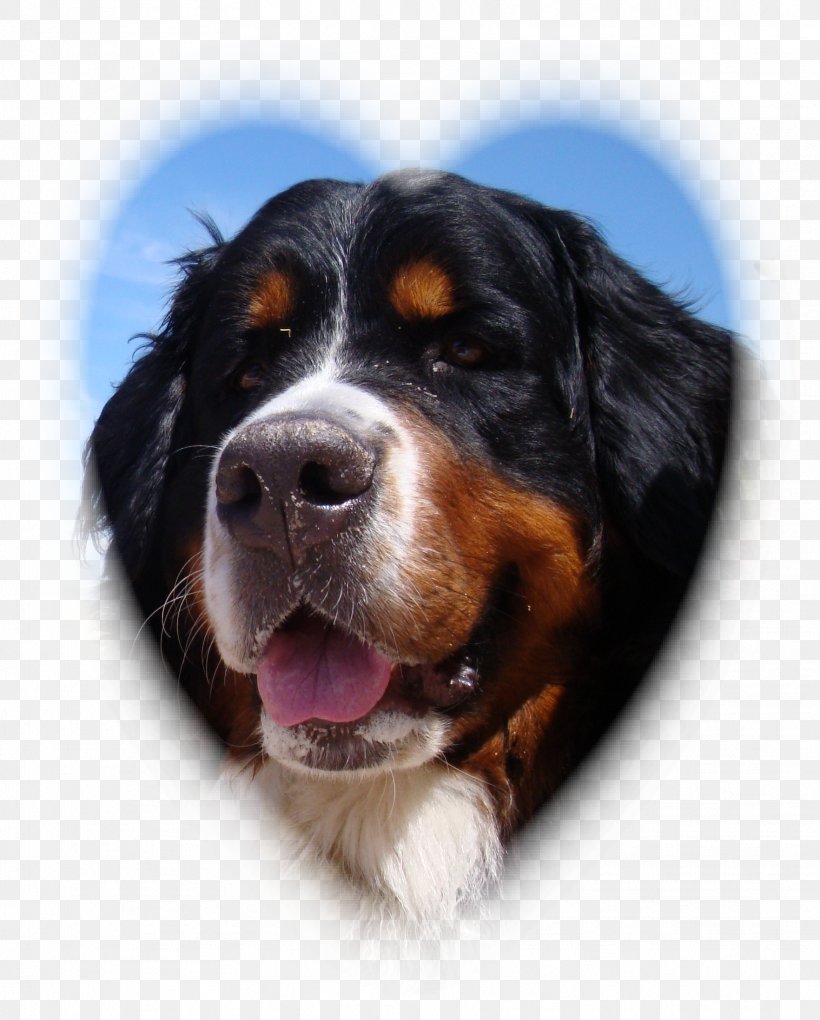 Bernese Mountain Dog Dog Breed Greater Swiss Mountain Dog Entlebucher Mountain Dog Rottweiler, PNG, 1764x2195px, Bernese Mountain Dog, Animal, Breed, Breed Group Dog, Carnivoran Download Free