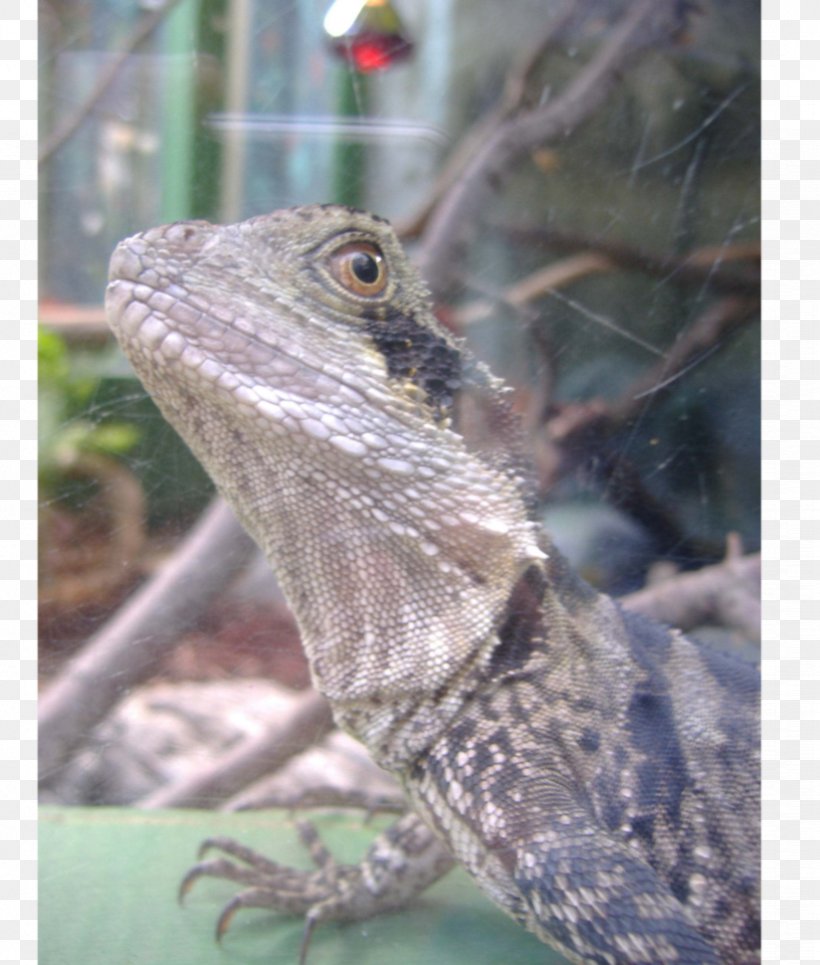 Common Iguanas Chameleons Anoles Dragon Lizards Green Anole, PNG, 824x970px, Common Iguanas, Agama, Agamidae, American Chameleon, Animal Download Free