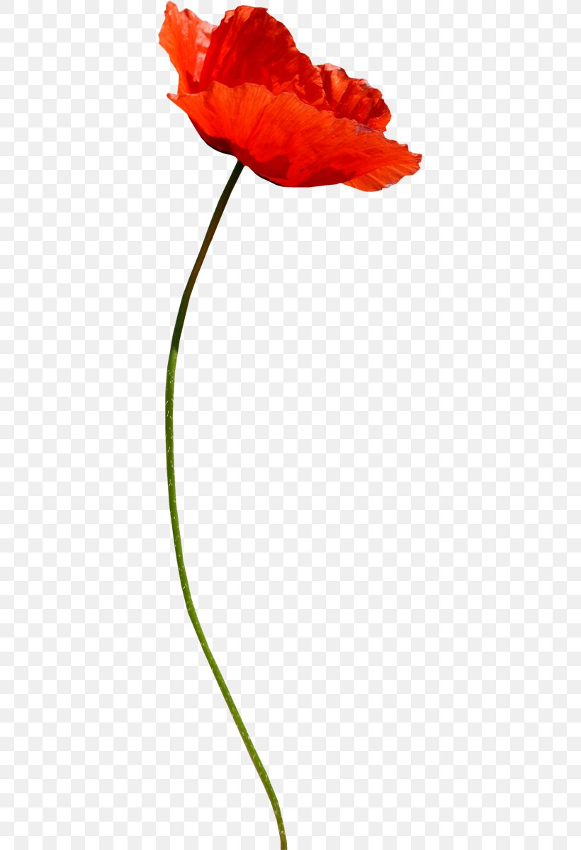 Cut Flowers Google Images Blume, PNG, 373x1200px, Flower, Blume, Coquelicot, Cut Flowers, Flowering Plant Download Free
