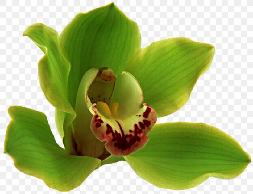 Cypripedium Flower Boat Orchid Moth Orchids Plant Stem, PNG, 1020x784px, Cypripedium, Boat Orchid, Flora, Flower, Flower Bouquet Download Free