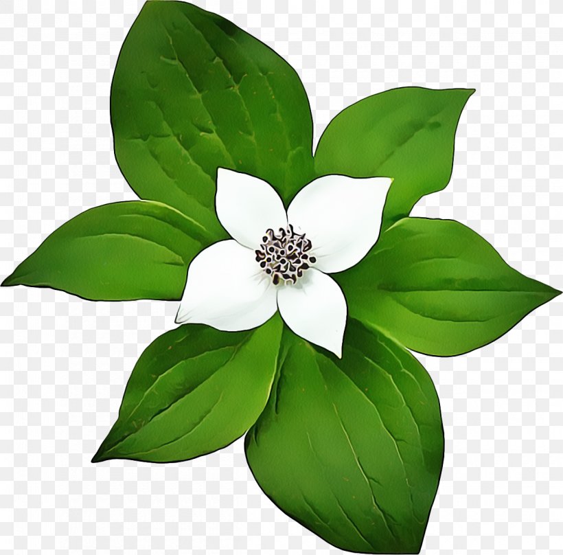 Green Flower Transparency White Drawing, PNG, 1200x1183px, Green, Drawing, Flower, Leaf, Magnolia Download Free