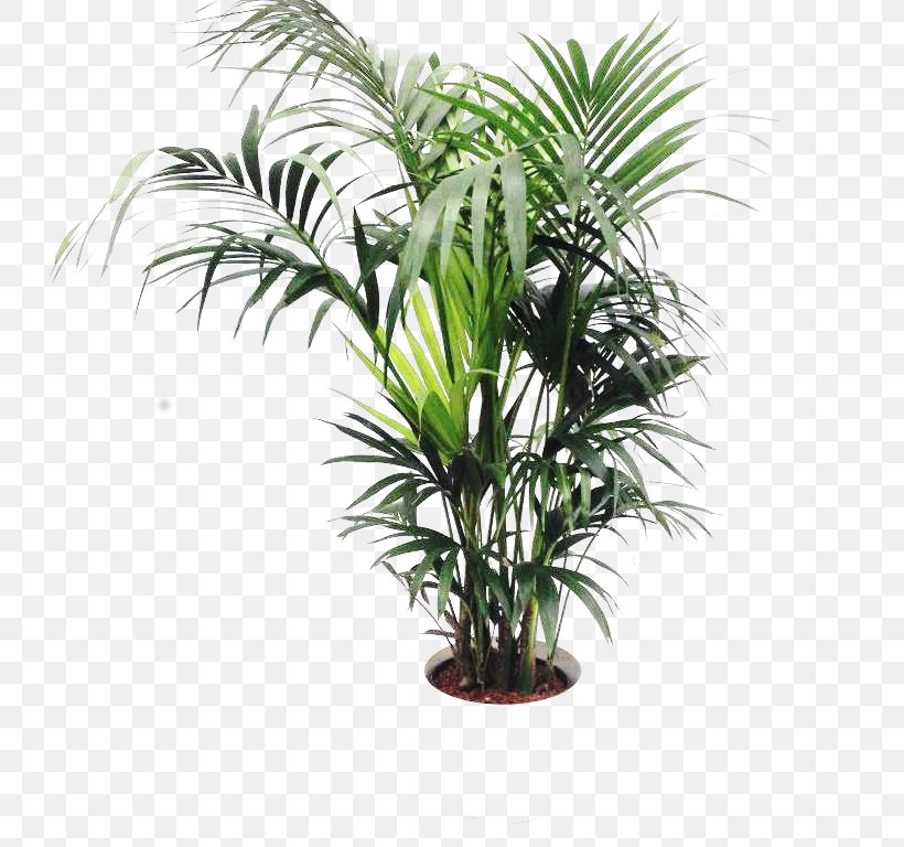 Oil Palms Flowerpot Houseplant Plant Stem, PNG, 768x768px, Oil Palms, Arecales, Elaeis, Evergreen, Flowerpot Download Free