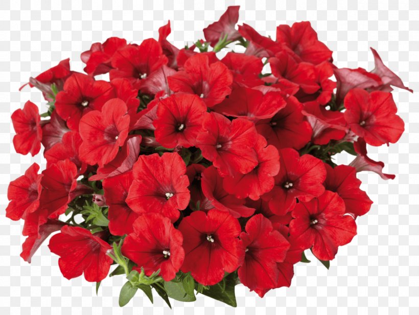 Petunia Surfinia Flower Annual Plant Color, PNG, 1200x902px, Petunia, Annual Plant, Bedding, Blossom, Color Download Free