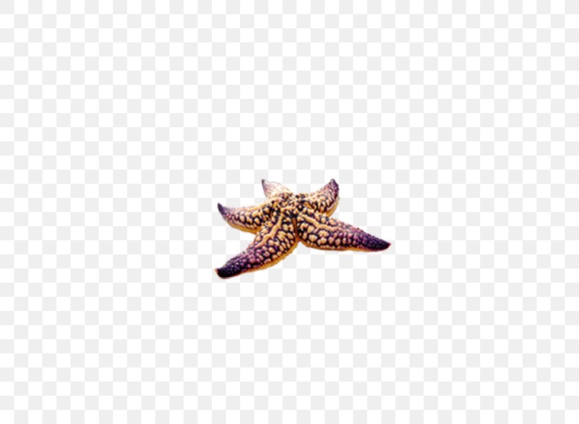 Starfish Purple Seashell Yellow, PNG, 600x600px, Starfish, Beach, Bolinus Brandaris, Conch, Echinoderm Download Free