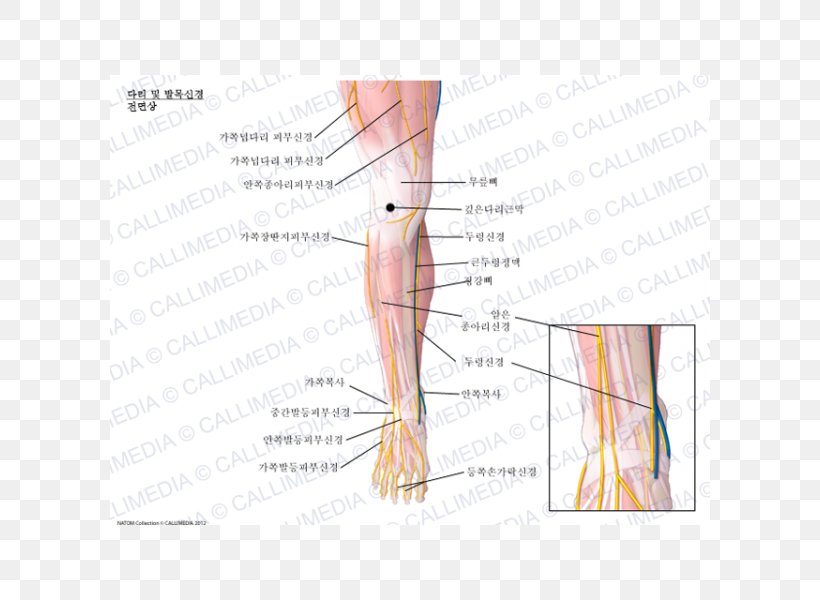 Thumb Nerve Ankle Crus Human Anatomy, PNG, 600x600px, Watercolor, Cartoon, Flower, Frame, Heart Download Free