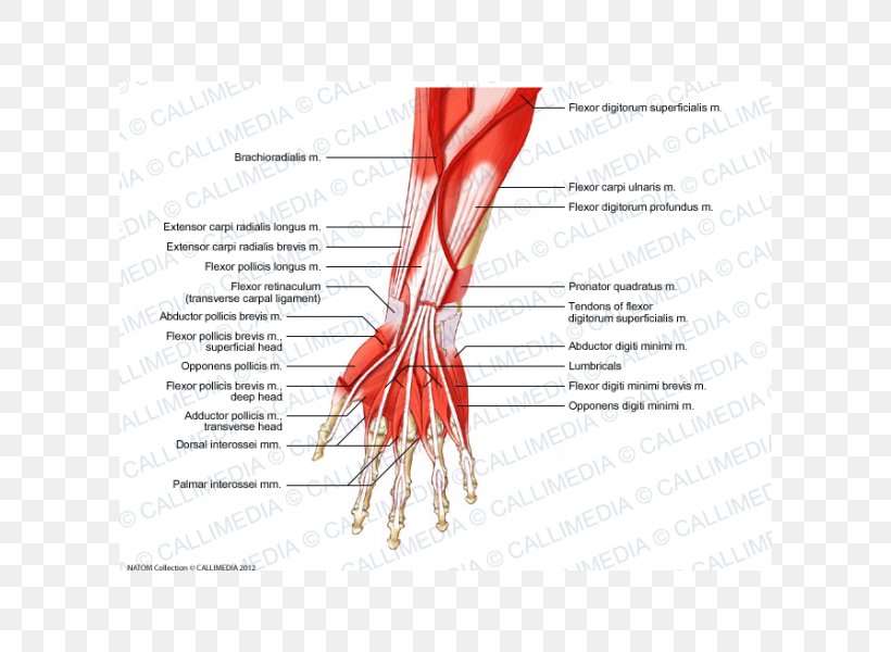 Anterior Compartment Of The Forearm Muscle Muscular System Anatomy, PNG, 600x600px, Watercolor, Cartoon, Flower, Frame, Heart Download Free