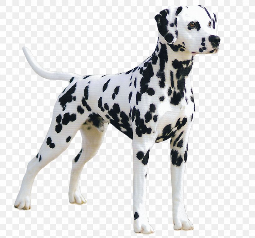 Dalmatian Dog Dog Breed Companion Dog Great Dane Puppy, PNG, 856x800px, Dalmatian Dog, American Kennel Club, Breed, Breed Group Dog, Carnivoran Download Free