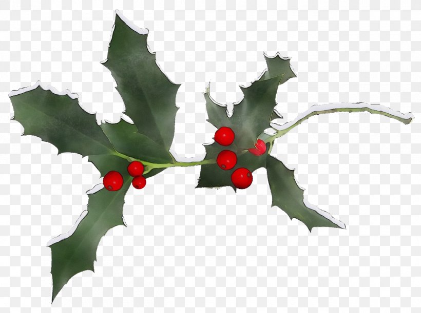 Holly, PNG, 1300x970px, Christmas Holly, American Holly, Christmas, Flower, Holly Download Free