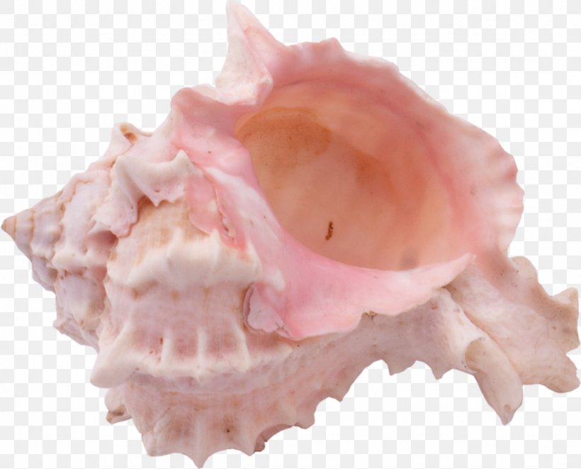 Shankha Seashell Sea Snail Conch, PNG, 1024x826px, Watercolor, Cartoon, Flower, Frame, Heart Download Free