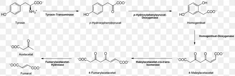 Tyrosine Citric Acid Cycle Thyroxine Proteinogenic Amino Acid 3-O-Methyldopa, PNG, 3188x1031px, Watercolor, Cartoon, Flower, Frame, Heart Download Free
