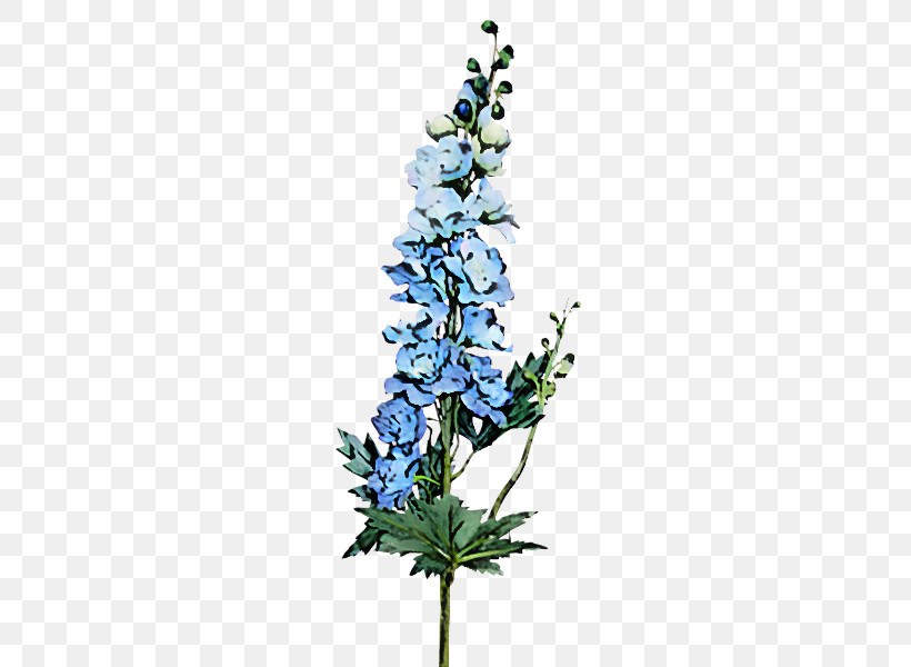Flower Plant Delphinium Hyssopus Monkshood, PNG, 800x600px, Flower, Cut Flowers, Delphinium, Hyssopus, Lupin Download Free