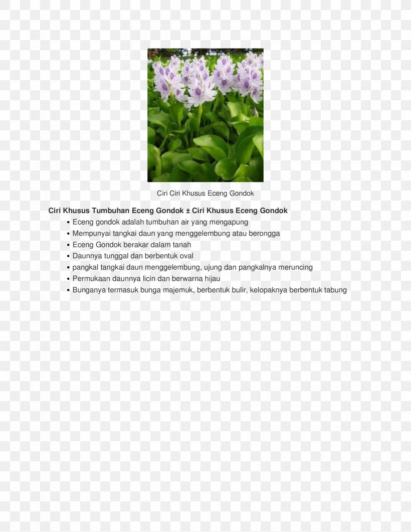 Flowering Plant Font, PNG, 1700x2200px, Flowering Plant, Flora, Flower, Grass, Plant Download Free
