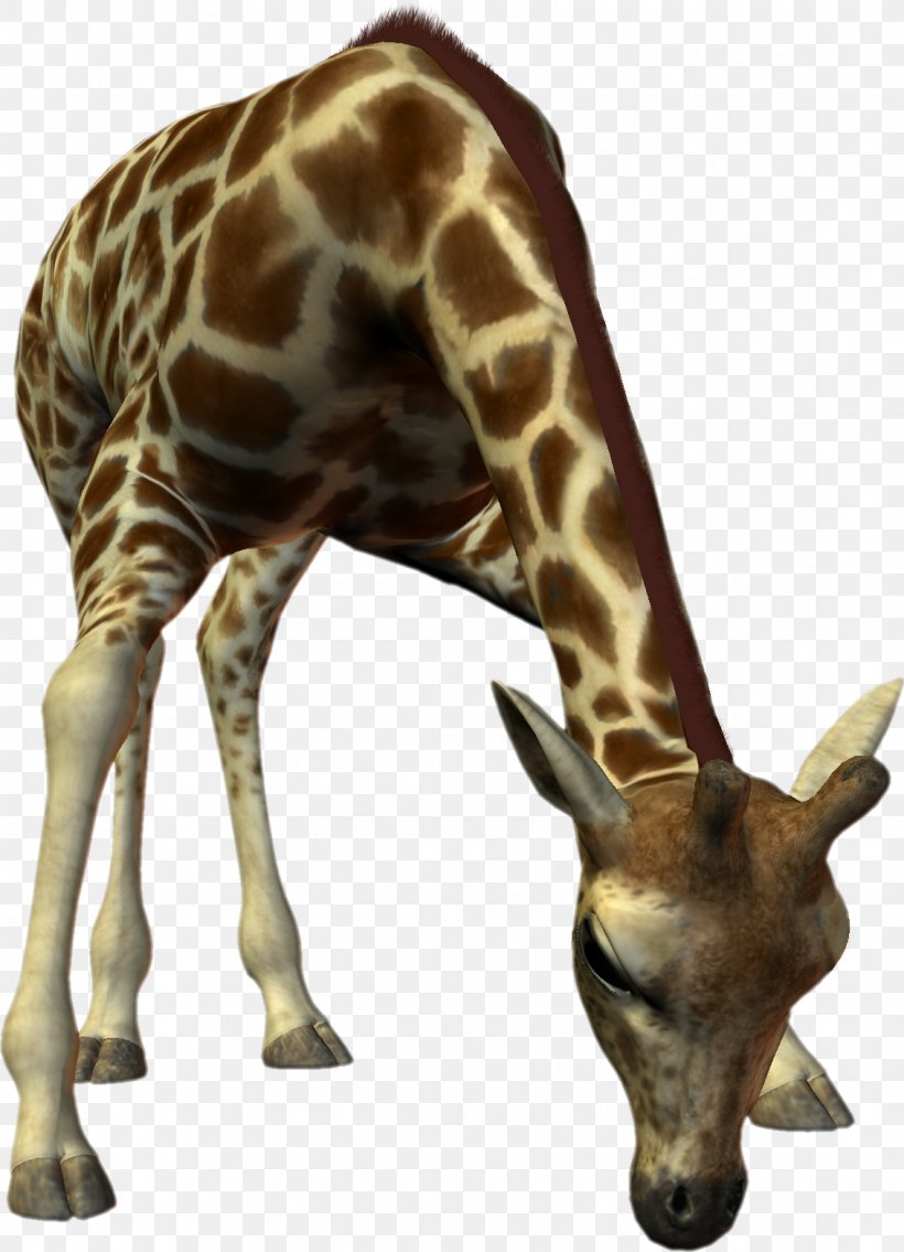 Northern Giraffe Kiri Blog Animal, PNG, 1132x1567px, Giraffe, Animal, Biscuits, Blog, Fauna Download Free