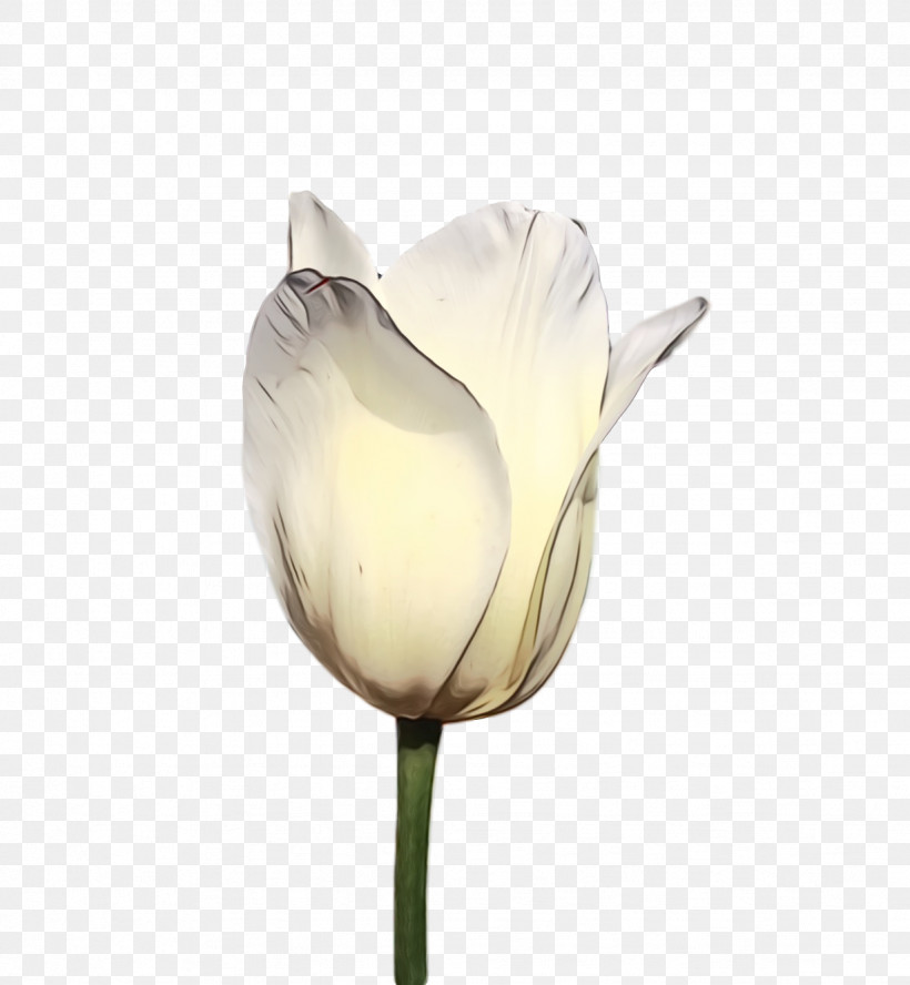 White Tulip Flower Petal Plant, PNG, 1228x1330px, Spring Flower, Alismatales, Anthurium, Arum Family, Bud Download Free