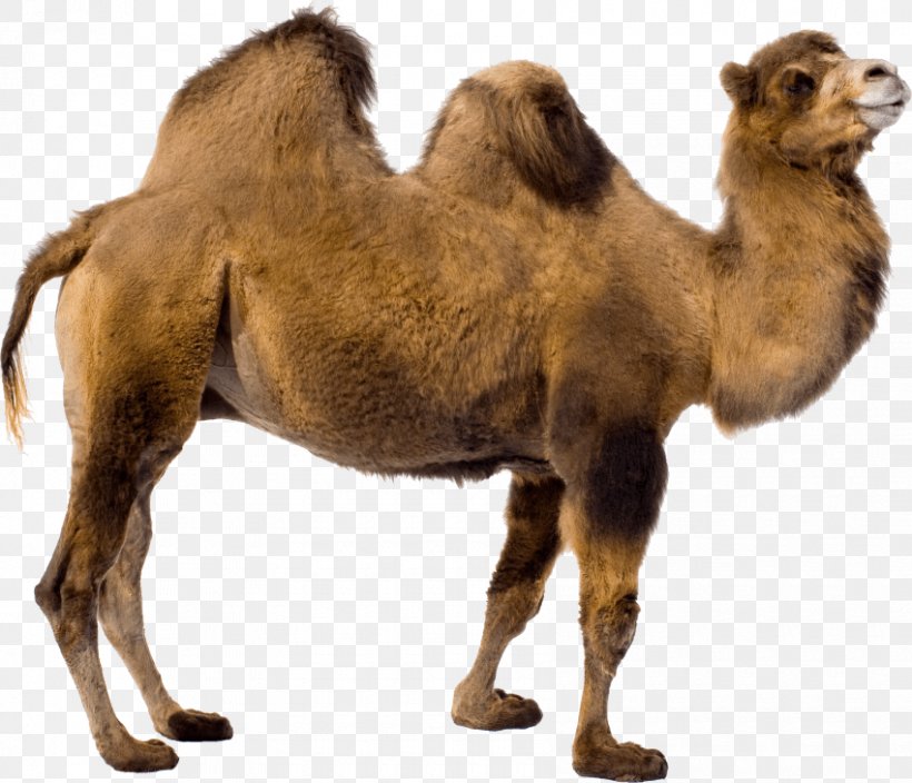 Bactrian Camel Dromedary Clip Art Image, PNG, 850x730px, Bactrian Camel, Arabian Camel, Camel, Camel Like Mammal, Desert Download Free
