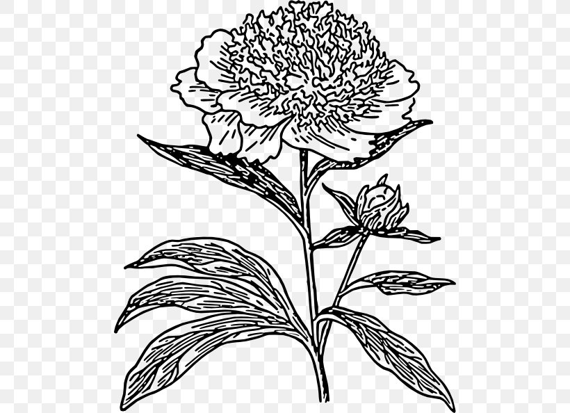 Drawing Line Art Moutan Peony Clip Art, PNG, 492x594px, Drawing, Art, Artwork, Black And White, Chrysanths Download Free