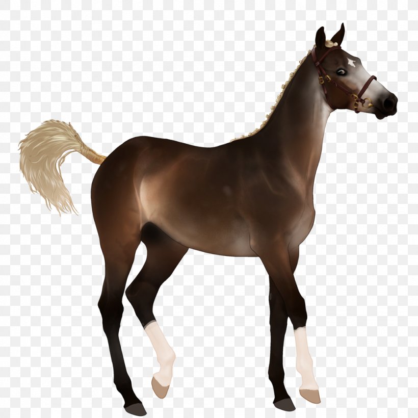 Mustang Foal Thoroughbred Dutch Warmblood Stallion, PNG, 1024x1024px, Mustang, Auction, Buckskin, Colt, Dutch Warmblood Download Free