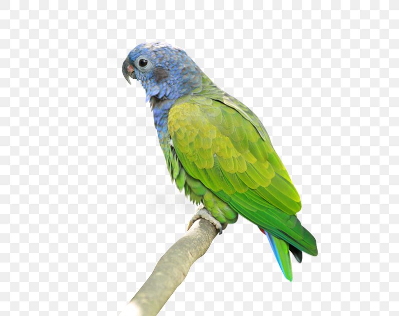 Parrot Lovebird, PNG, 576x650px, Parrot, Beak, Bird, Common Pet Parakeet, Fauna Download Free
