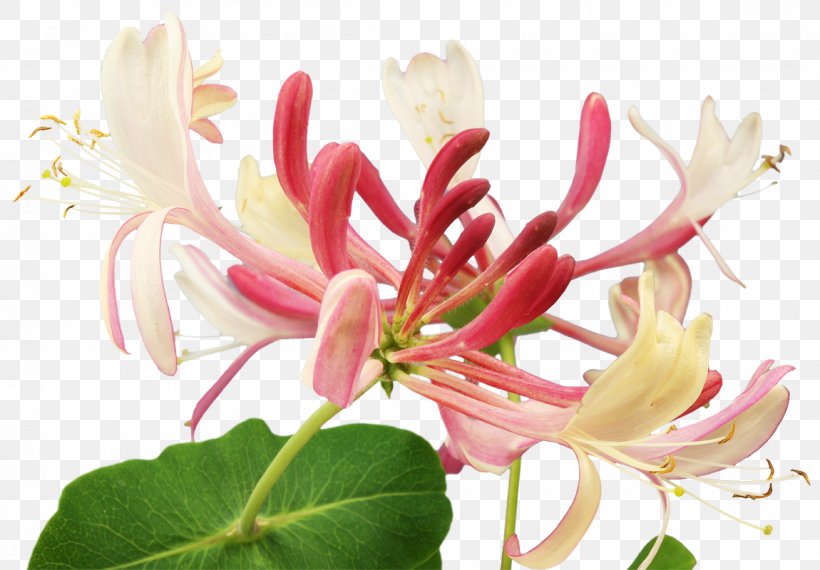 Bach Flower Remedies Herb Healing Honeysuckle, PNG, 1150x800px, Bach Flower Remedies, Blossom, Chicory, Edward Bach, Emotion Download Free