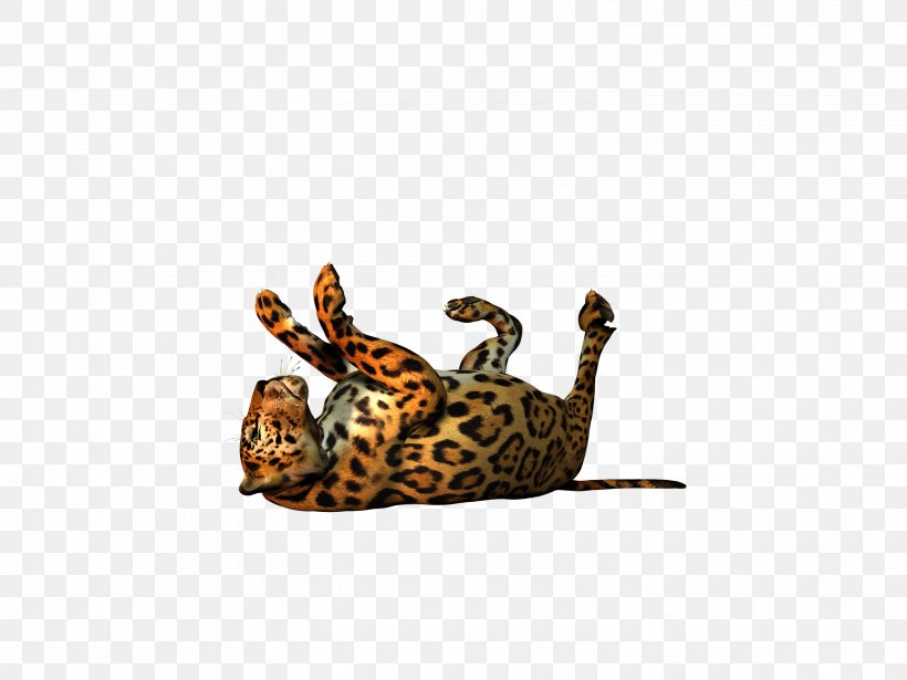 Cat Reptile Tail Wildlife, PNG, 3000x2250px, Cat, Carnivoran, Cat Like Mammal, Fauna, Mammal Download Free