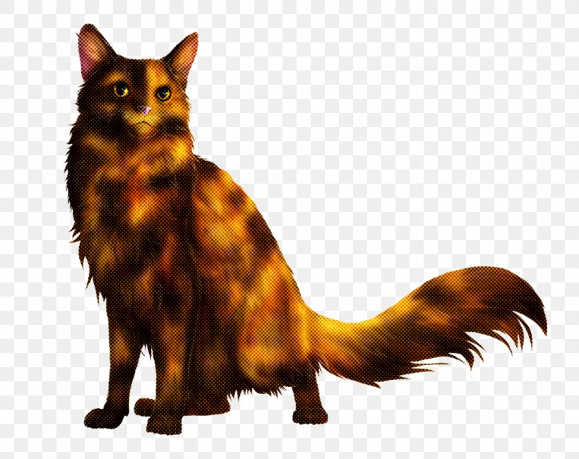 Cat Small To Medium-sized Cats Somali Tail Whiskers, PNG, 1004x796px, Cat, American Bobtail, Maine Coon, Small To Mediumsized Cats, Somali Download Free