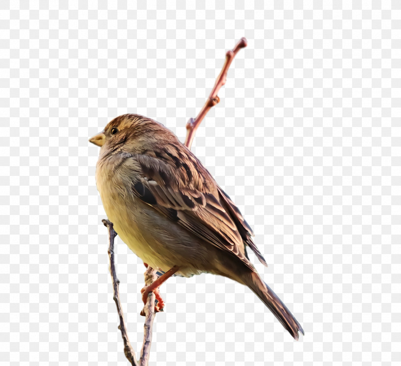 House Sparrow Birds House Finch Ortolan Bunting Old World Sparrow, PNG, 1576x1440px, House Sparrow, Beak, Birds, Cartoon, Common Nightingale Download Free