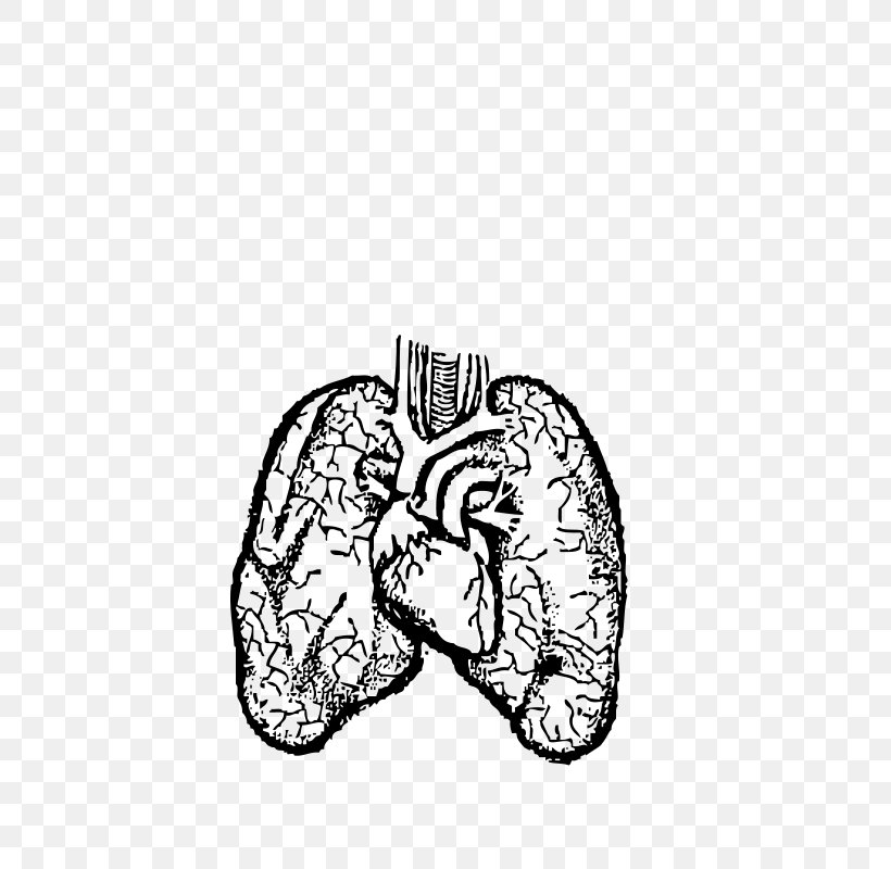Lung Drawing Human Body Clip Art, PNG, 763x800px, Watercolor, Cartoon, Flower, Frame, Heart Download Free